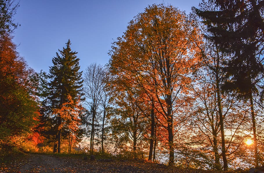 forest, color, autumn, tree, colorful, season, october, sunset HD wallpaper