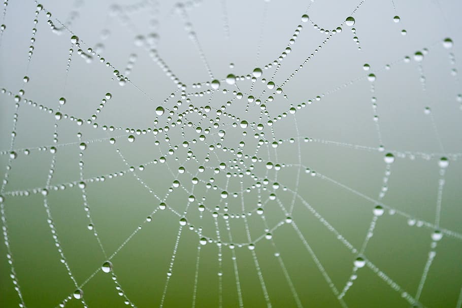 net, spider, pattern, nature, web, texture, outdoor, dew, green HD wallpaper