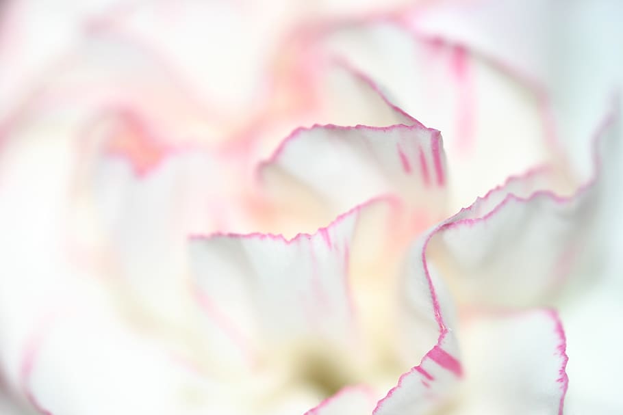 flower, pink, beauty in nature, flowering plant, freshness HD wallpaper