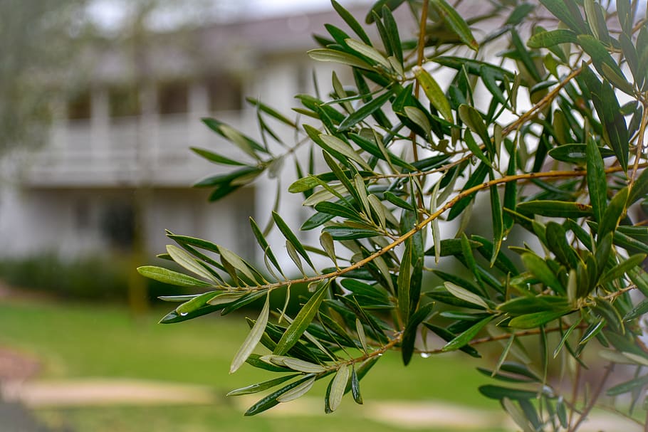 tree, plant, conifer, calistoga, ca, usa, indian springs, yew, HD wallpaper