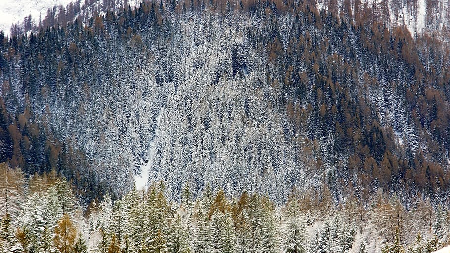 trees on mountain covered with snow, plant, abies, fir, conifer HD wallpaper