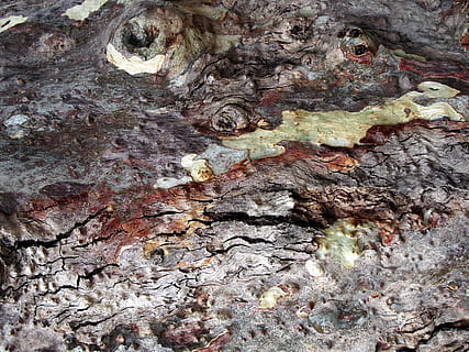 brown wood surface, rock, plant, tree, tree trunk, fungus, hole HD wallpaper