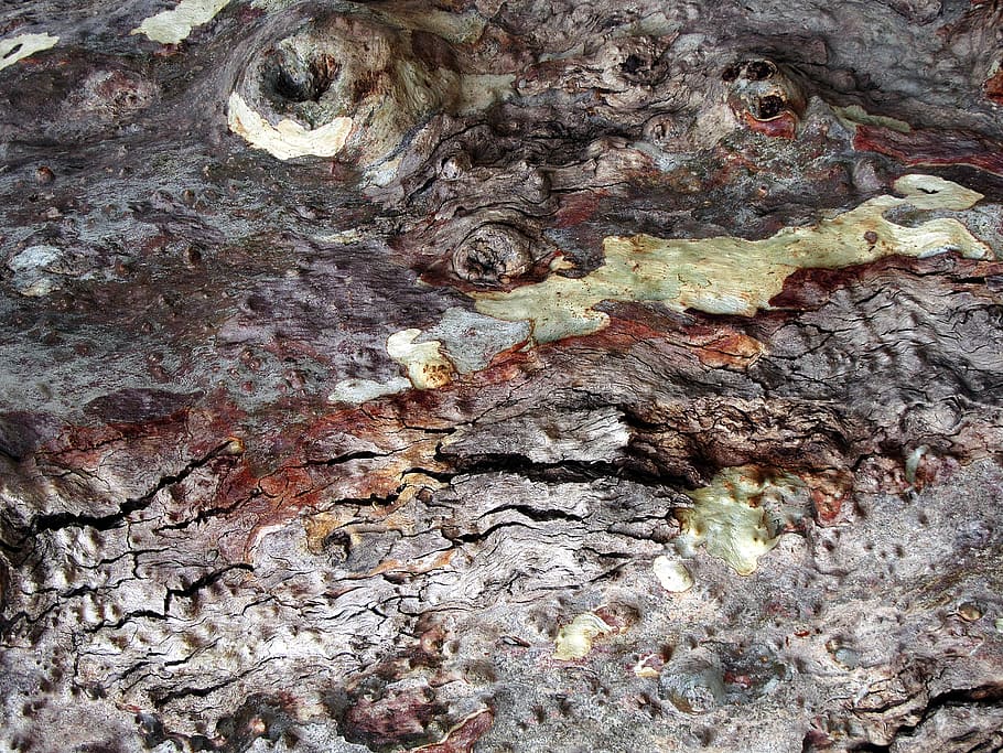 brown wood surface, rock, plant, tree, tree trunk, fungus, hole HD wallpaper