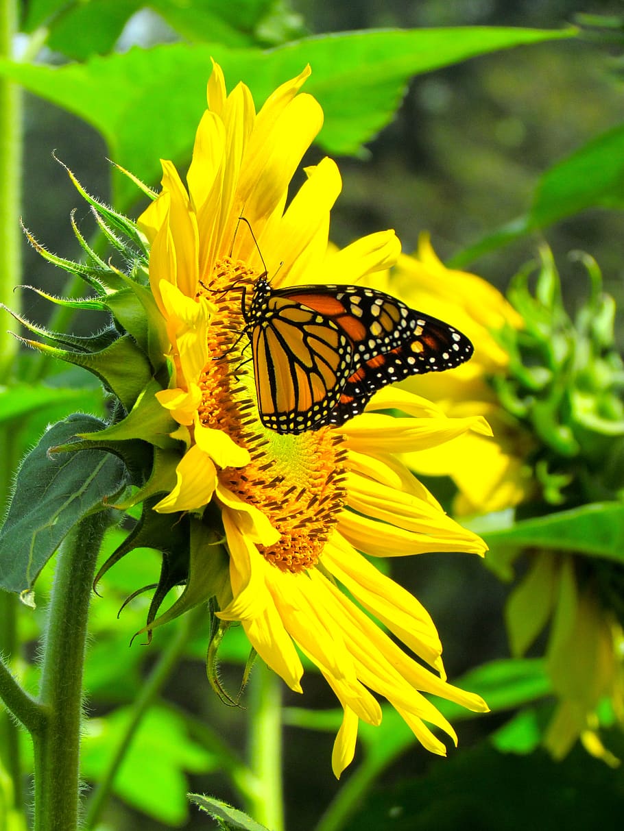 Monarch butterfly on beautiful wild sunflower blossom background Photograph  by Leena Robinson  Pixels