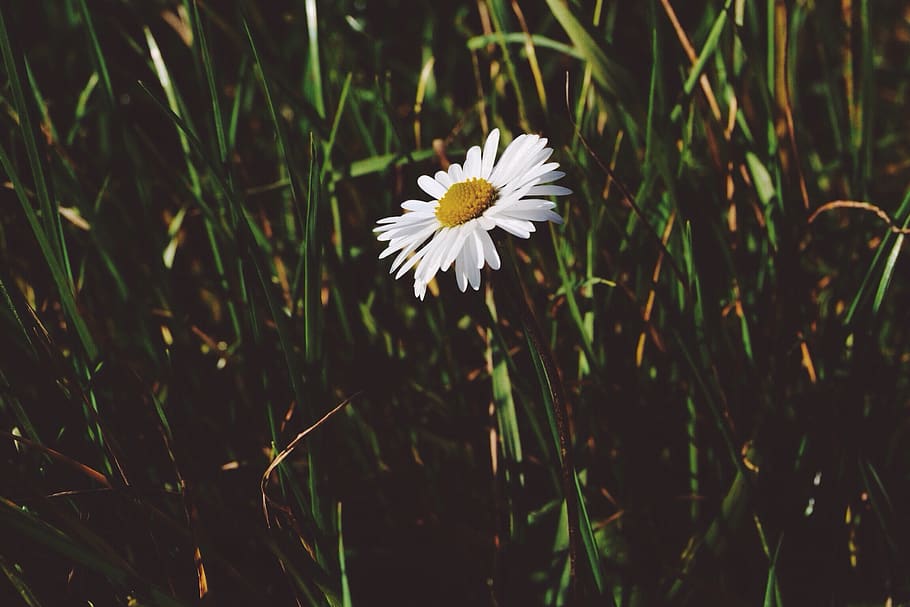 plant, flower, flowering plant, vulnerability, fragility, freshness HD wallpaper
