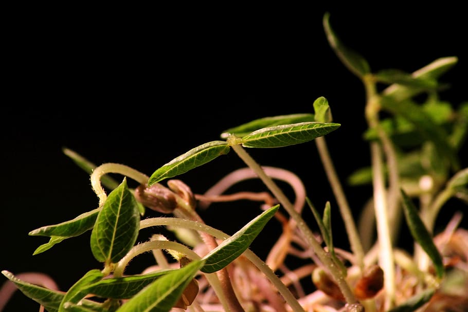 seedling, rung, plant, engine, young, scion, germ leaves, bio HD wallpaper