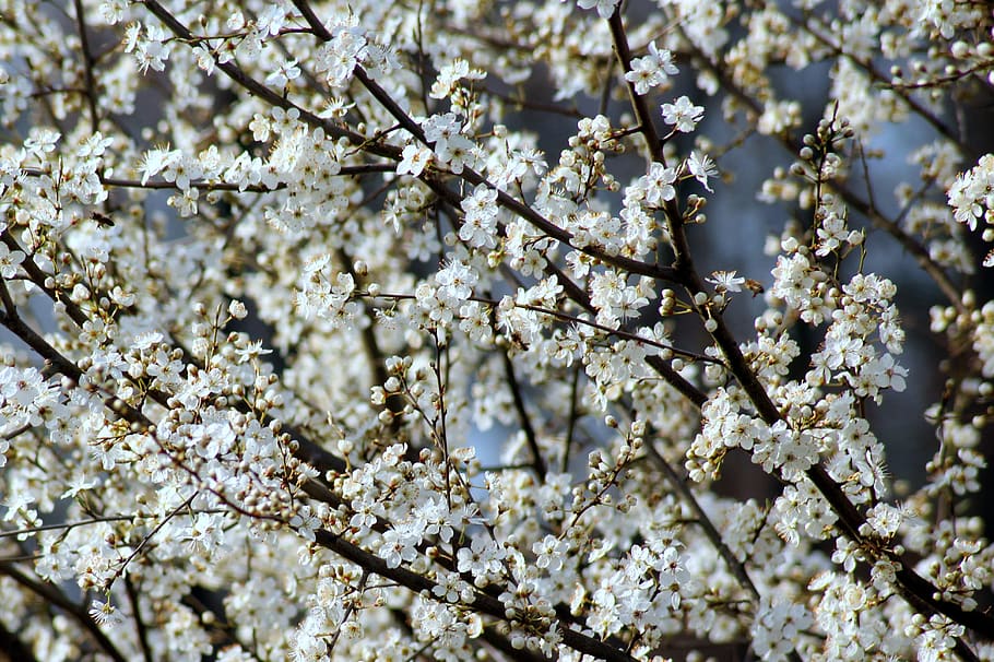 fruit tree, plum, flowering, spring, branch, nature, white flowers HD wallpaper
