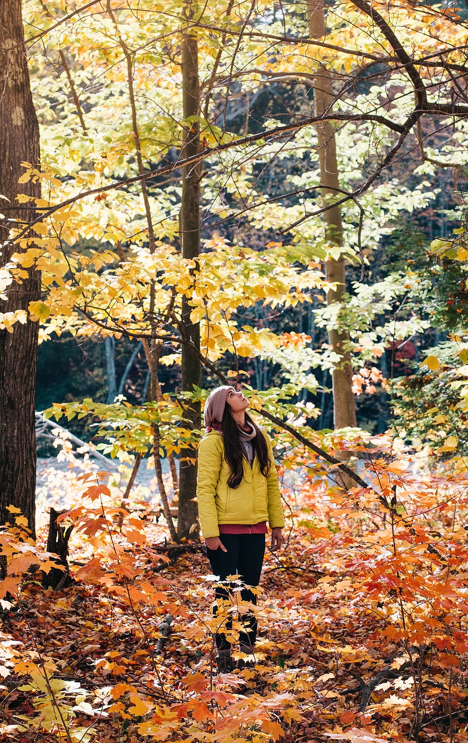 trees, plant, forest, sunrise, sunlight, nature, autumn, fall HD wallpaper