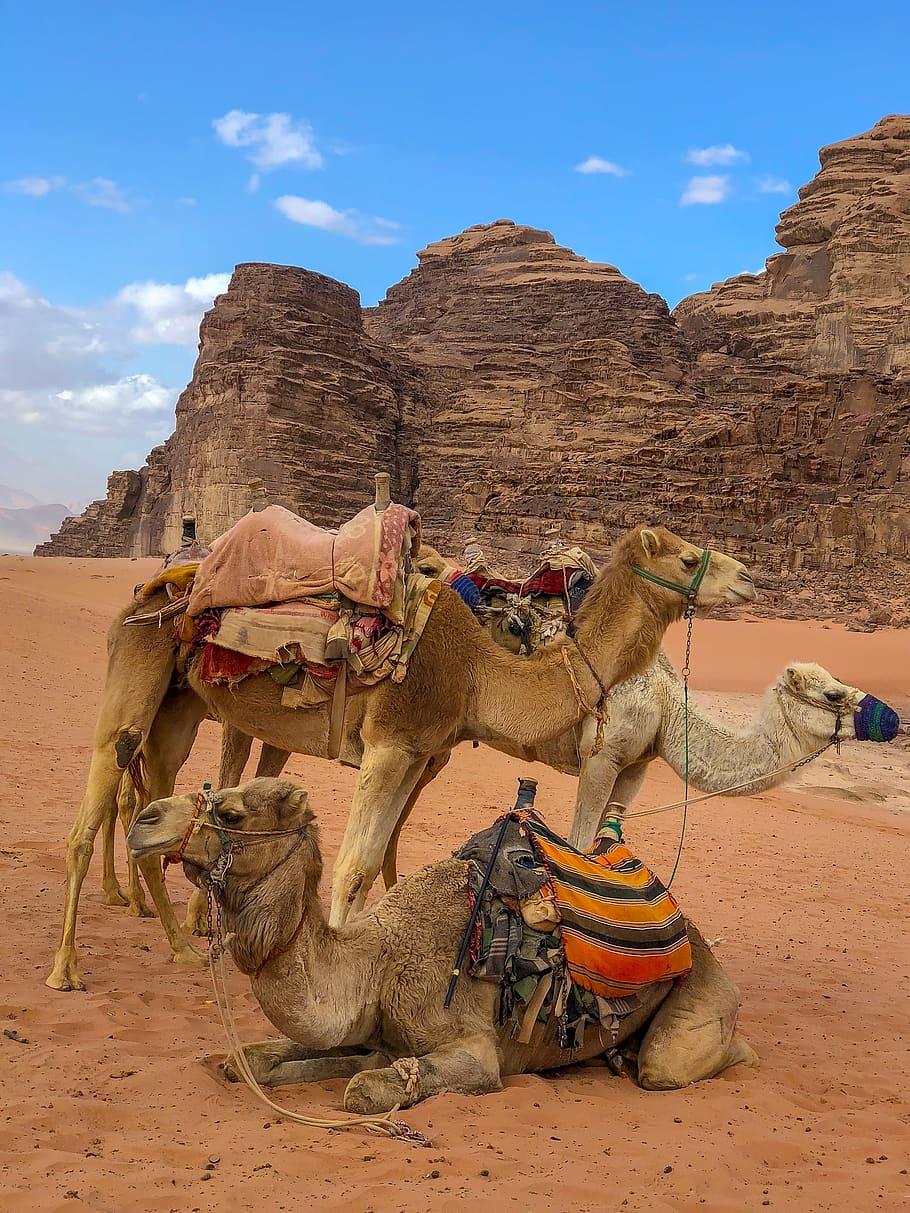 three camels in desert, animal, mammal, horse, path, trail, pet