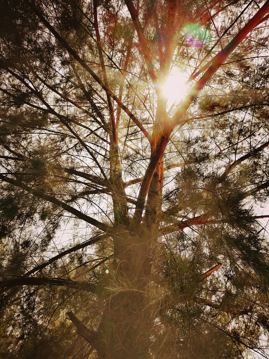 malaysia, port dickson, jalan pantai, tree, plant, sky, tranquility, HD wallpaper