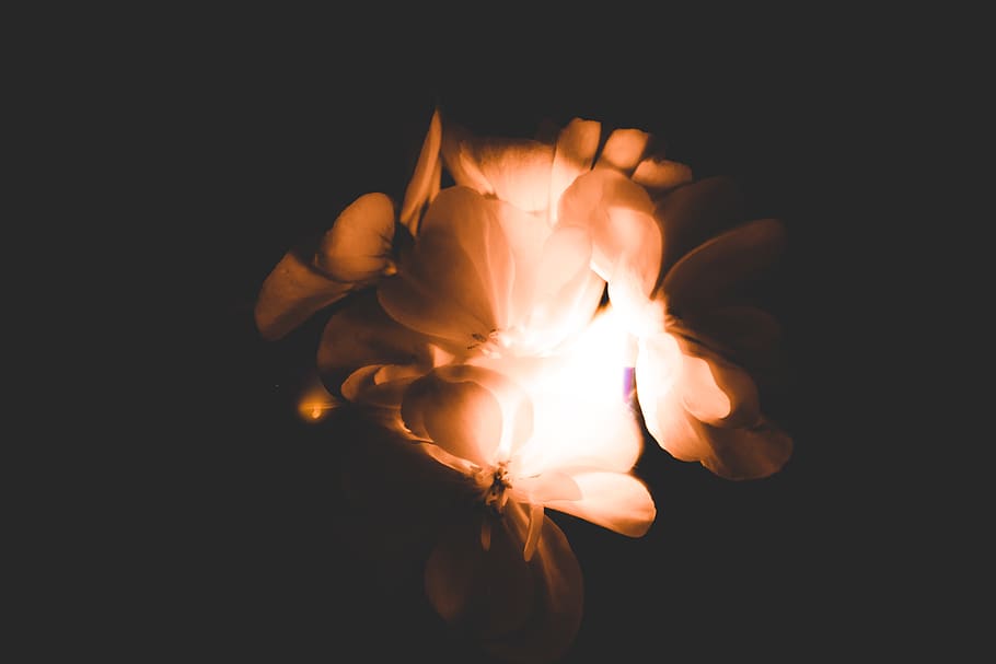 fire, flower, flame, burn, long exposure, wallpaper, burning HD wallpaper