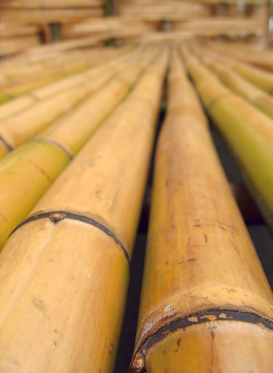-- a common construction material in Asia, bamboo, grass, tree HD wallpaper