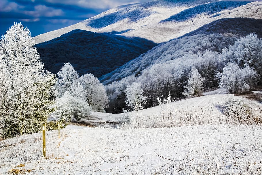 white pine trees on mountain alp, snow, cold temperature, winter HD wallpaper