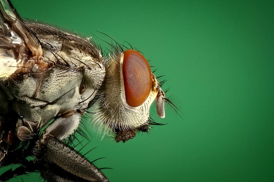 Macro Photography of Brown and Black Fly, animal, bug, close HD wallpaper