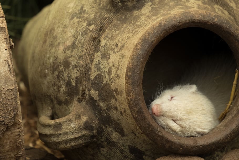 white rodent sleeping on brown milk churn, animal themes, one animal, HD wallpaper