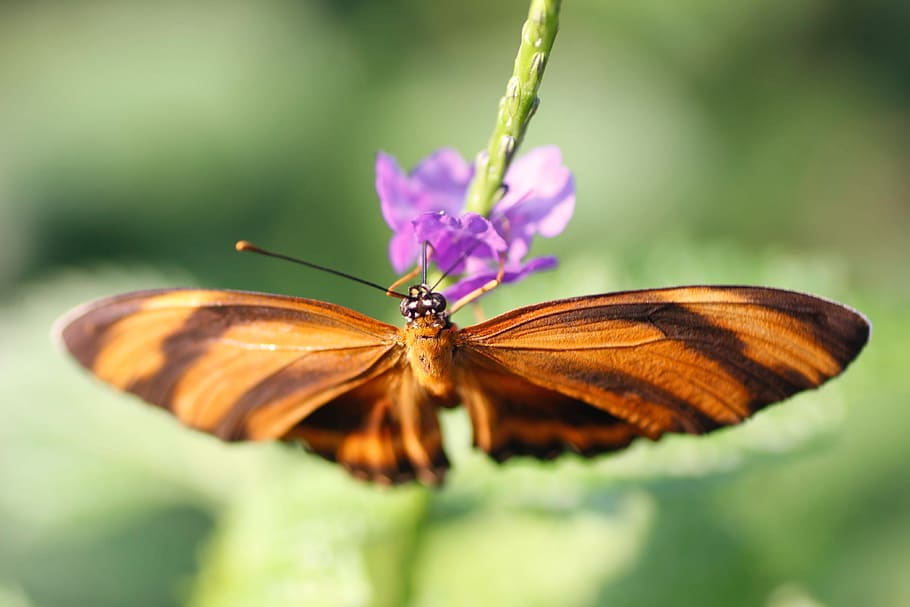 torch, edelfalter, butterfly, nature, macro, invertebrate, flower HD wallpaper