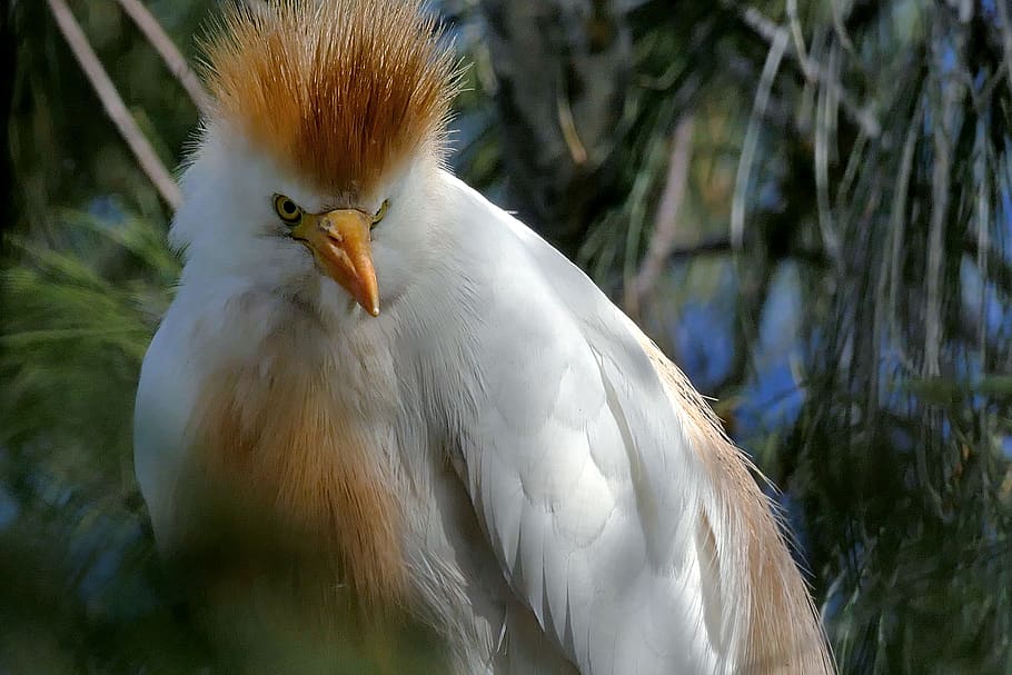 heron, cattle egret, bird, animal themes, one animal, vertebrate HD wallpaper