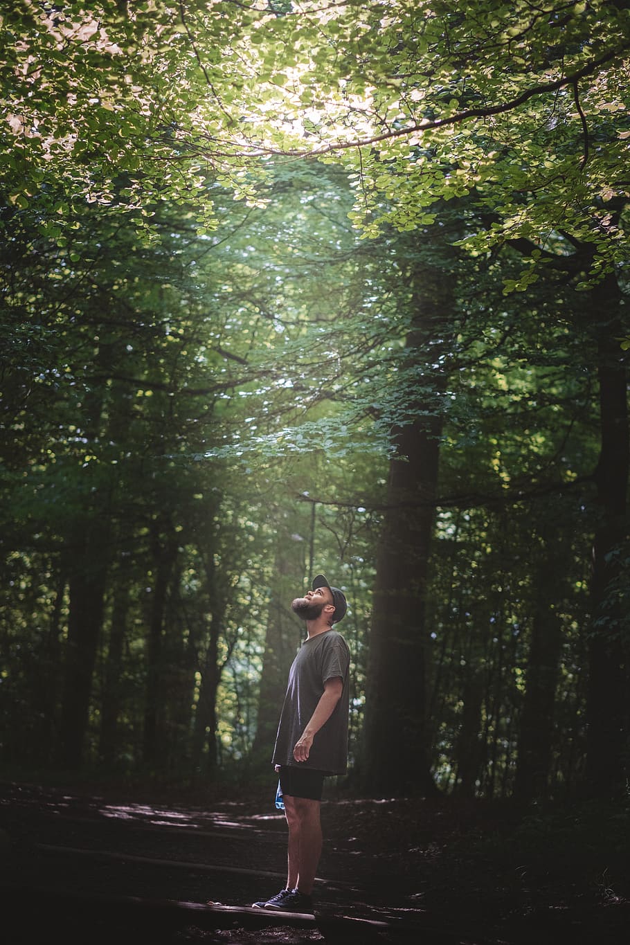 trees, forest, wood, summer, light, green, people, outdoor HD wallpaper