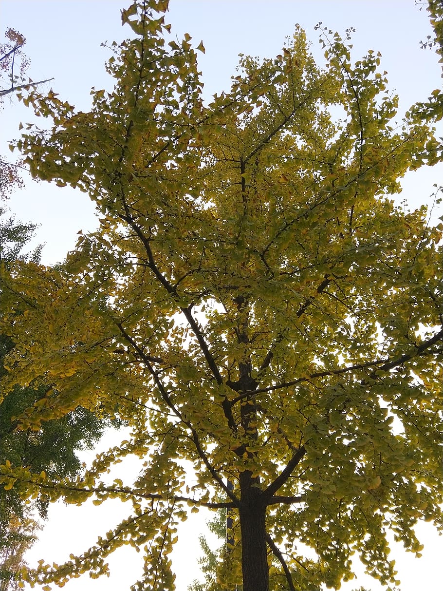 autumn, tree, plant, low angle view, growth, sky, day, beauty in nature HD wallpaper