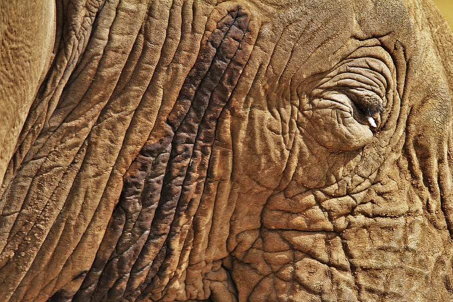 one animal, animal themes, close-up, elephant, animal body part HD wallpaper