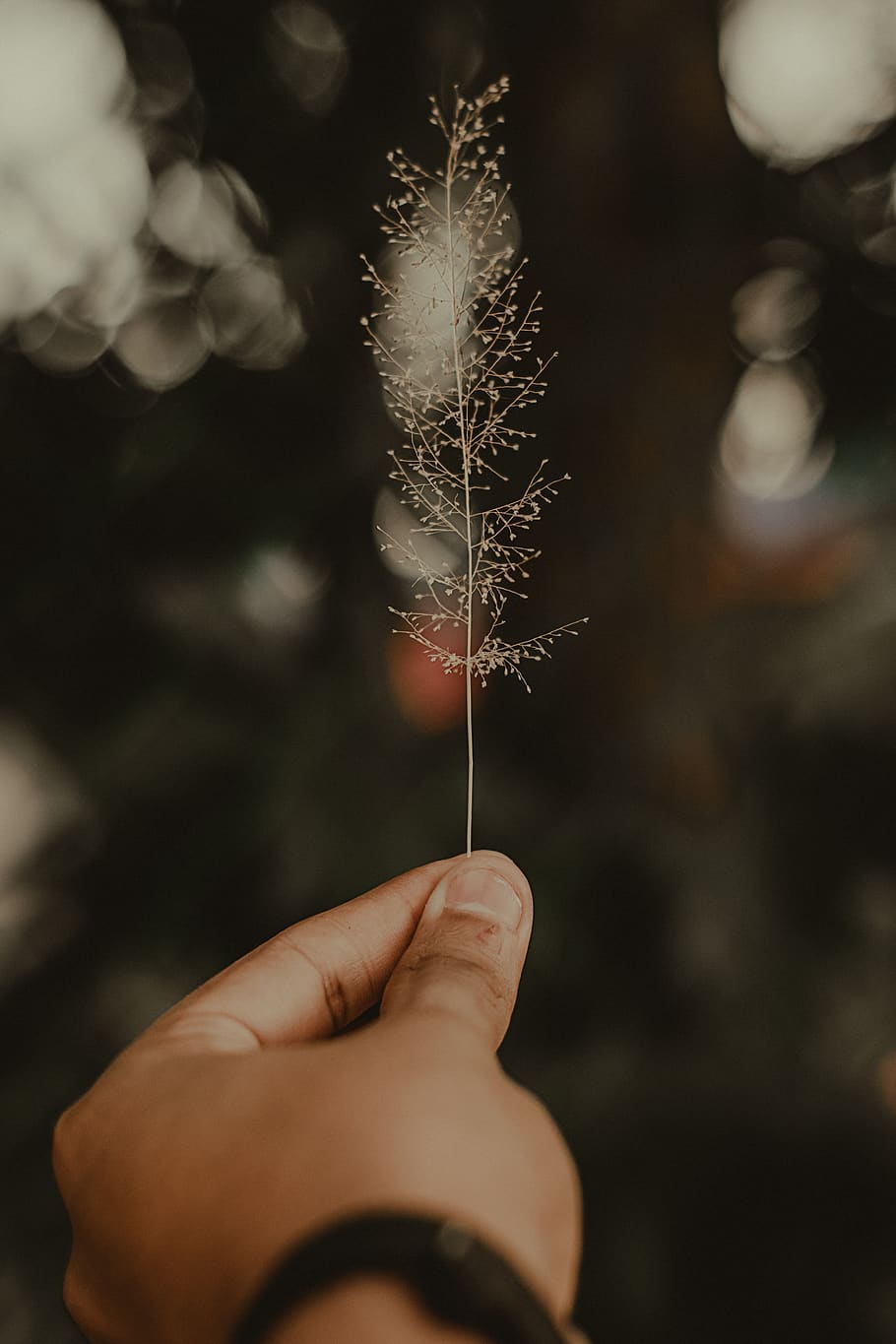Person Holding Plant, flora, flower, hand, macro, human body part HD wallpaper