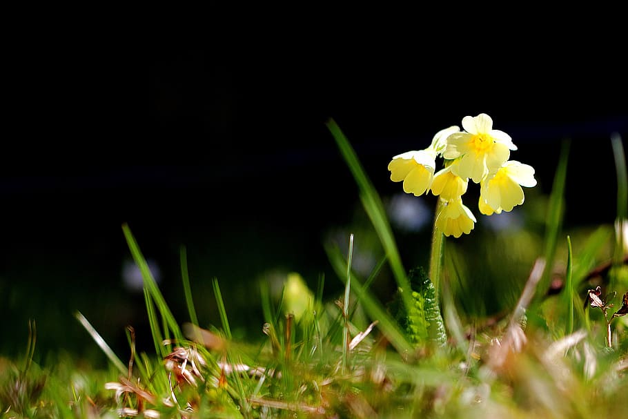 cowslip, spring, nature, close up, yellow, flower, flowering plant HD wallpaper