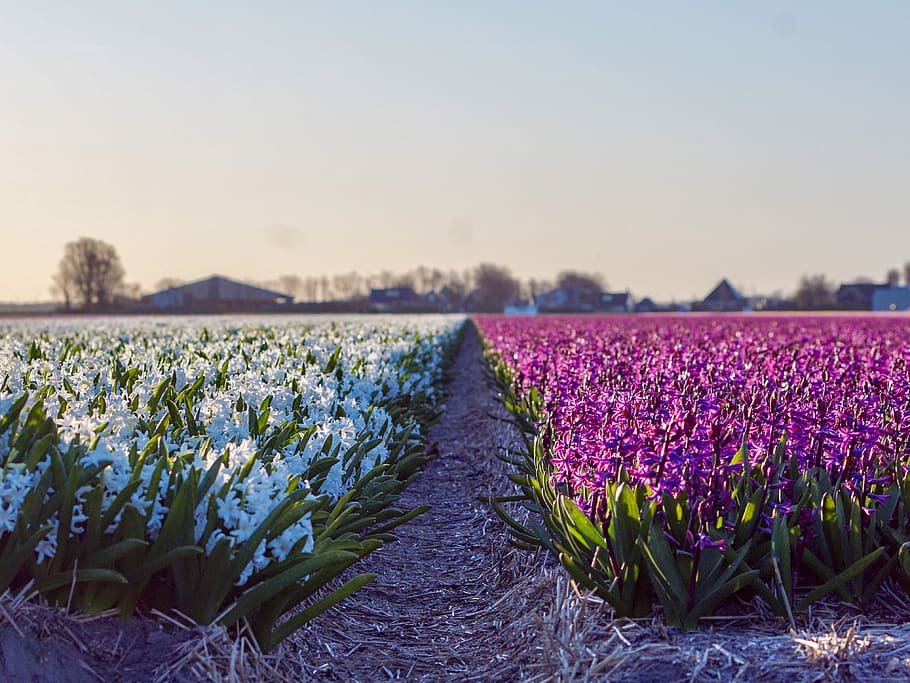 plant, beauty in nature, flower, growth, field, flowering plant HD wallpaper