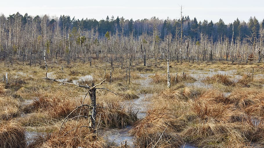 swamp, trees, forest, evening, winter, lithuania, mystical HD wallpaper