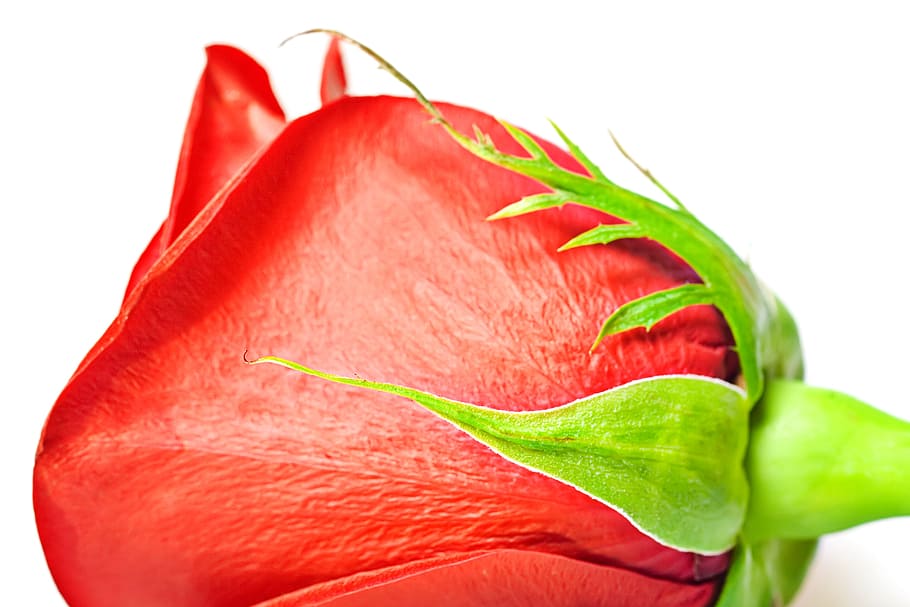 flower, con2011, nature, red, food, freshness, food and drink HD wallpaper