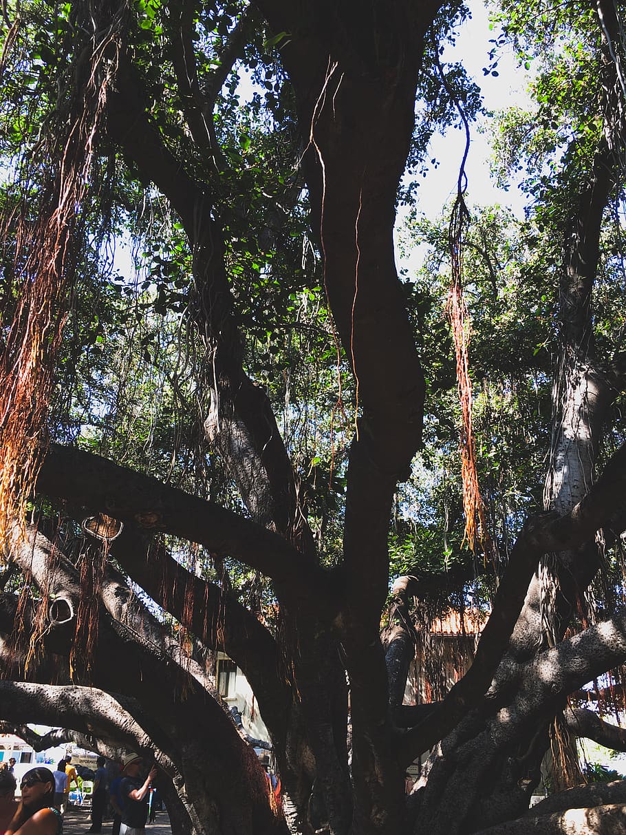 tree trunk, plant, human, person, conifer, root, abies, fir HD wallpaper