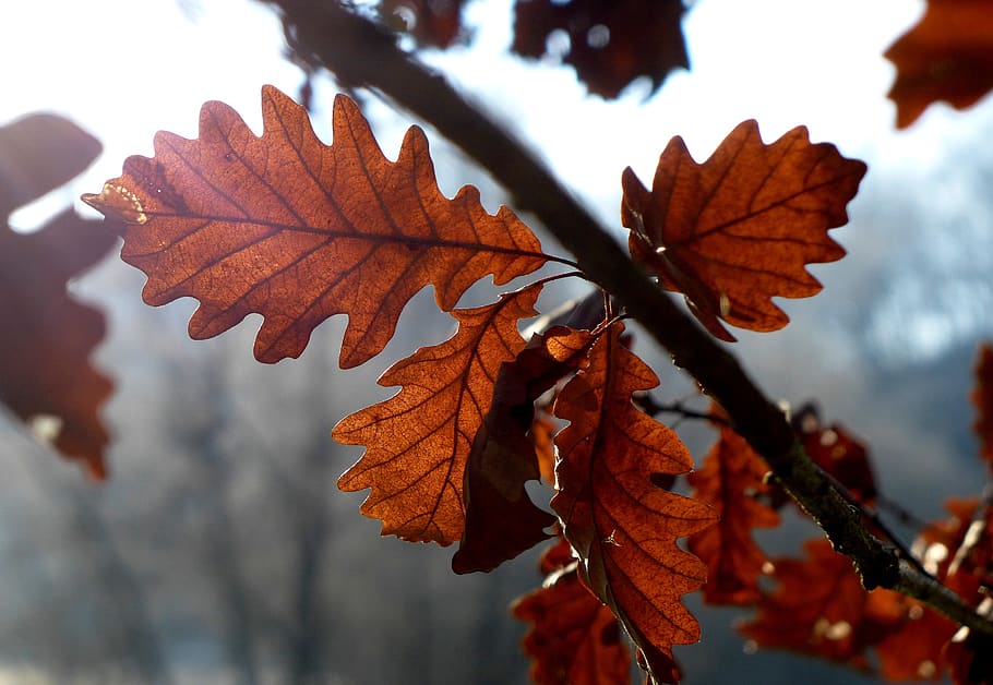light, leaves, auburn, translucent, mood, sun, leaf, plant part HD wallpaper