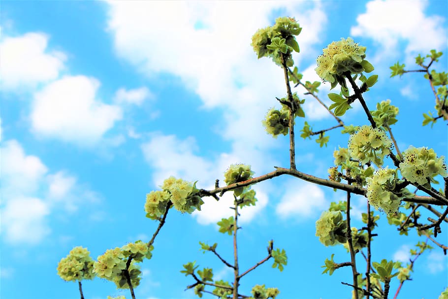 flower, nature, leaves, tree, branch, green, spring, plant HD wallpaper