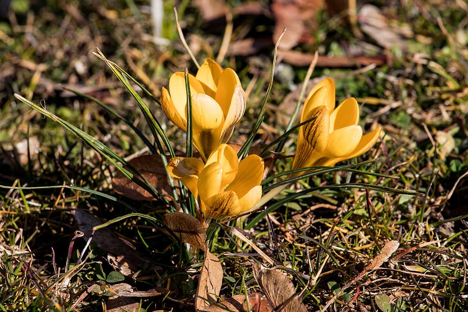crocus, flower, plant, flora, bloom, yellow, spring, early bloomer HD wallpaper