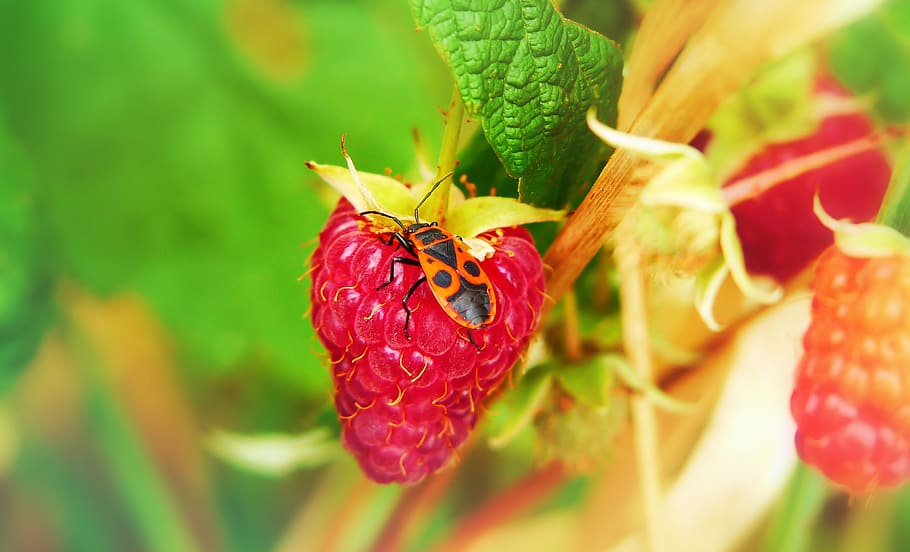 smith wingless, insect, pluskwiak, red raspberry, fruit, animals HD wallpaper