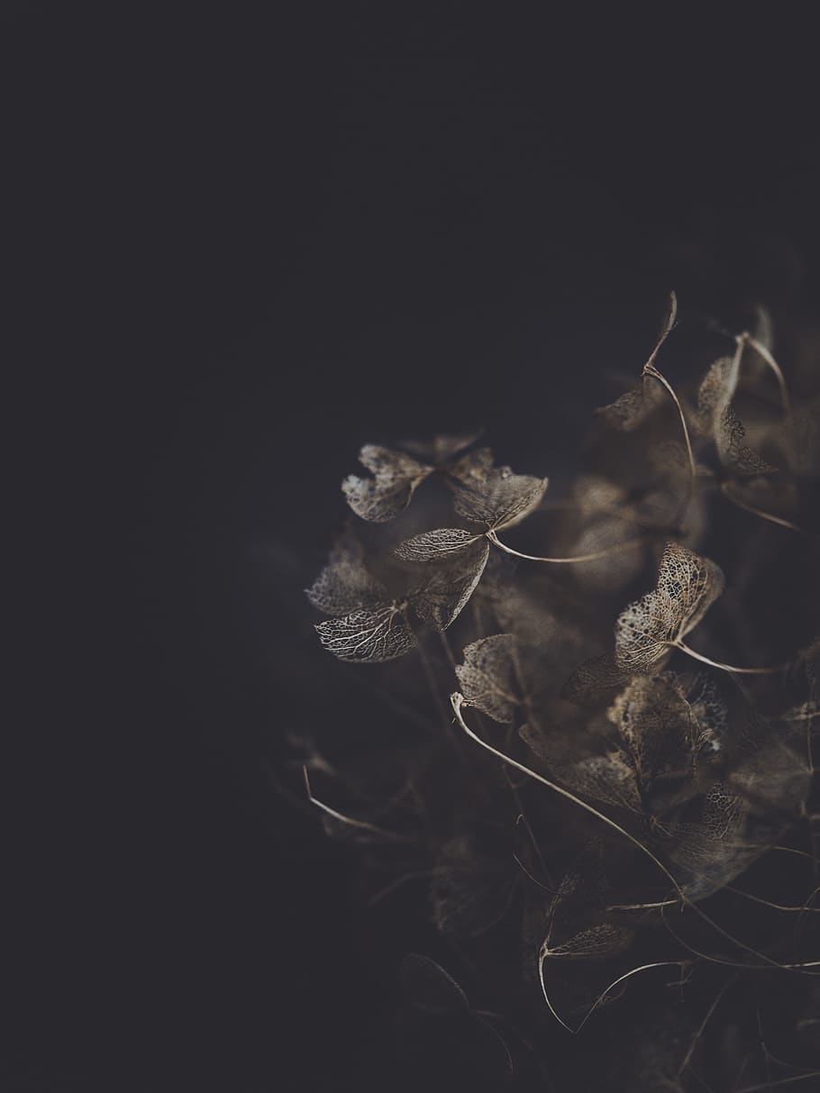 brown plant, leaf, veins, nature, ice, outdoors, crystal, weed HD wallpaper