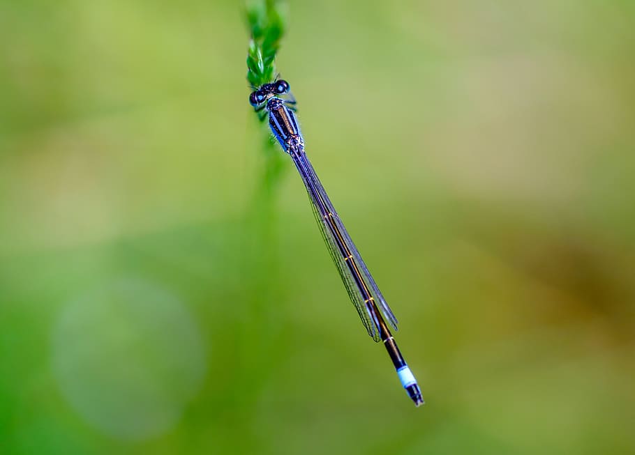blue dragonfly, insect, animal, invertebrate, anisoptera, green HD wallpaper