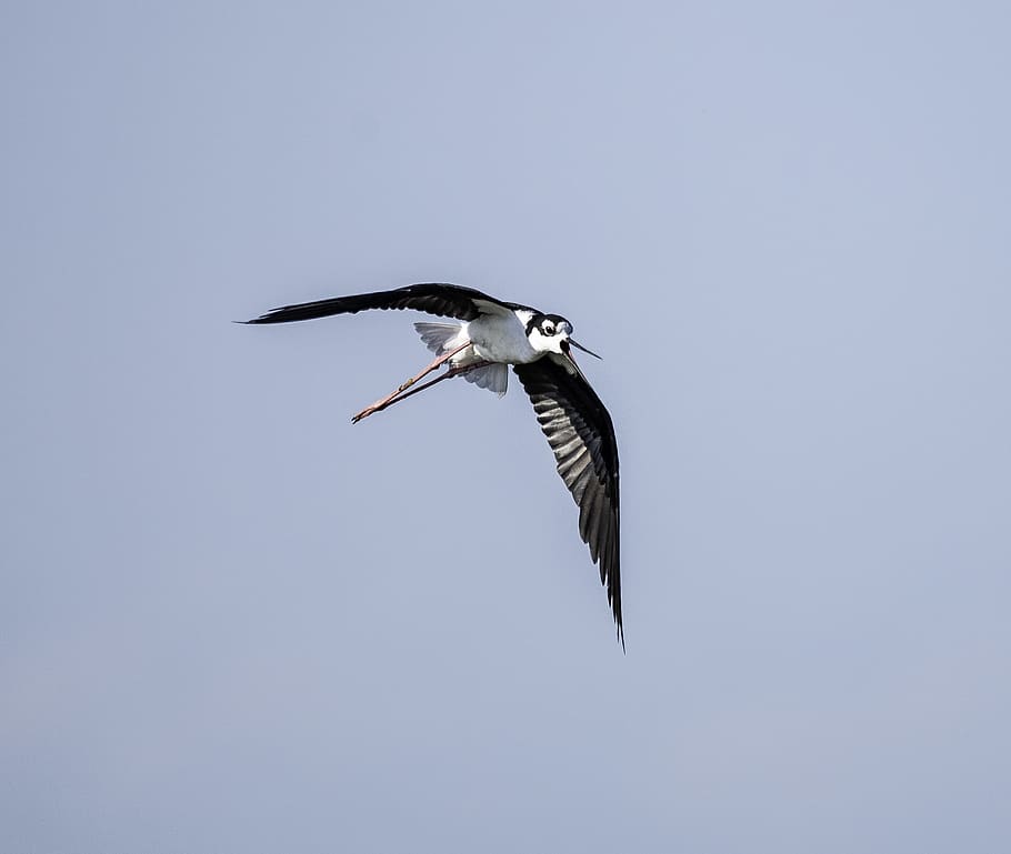 bird flying on sky, animals in the wild, animal wildlife, one animal HD wallpaper