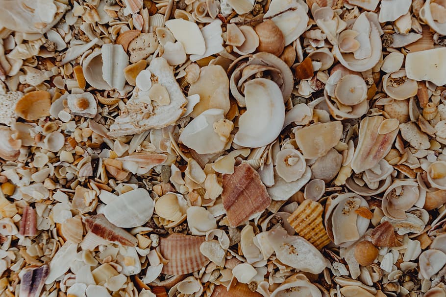 Sea shells on the beach, Algarve, Portugal, summer, background, HD wallpaper