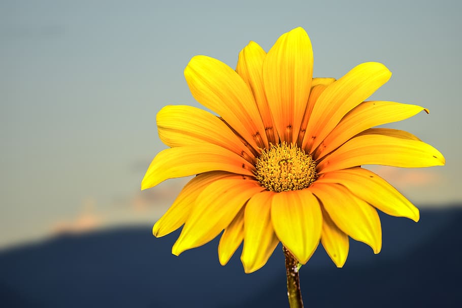 flower, daisy, spring, garden, nature, flowering plant, yellow HD wallpaper