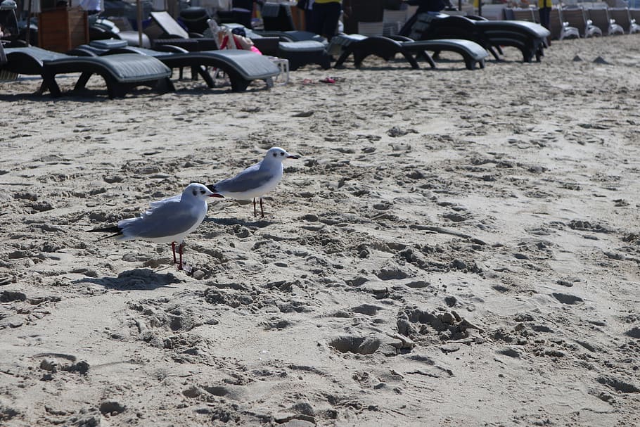 birds, seaside, sands, animal themes, vertebrate, animal wildlife HD wallpaper