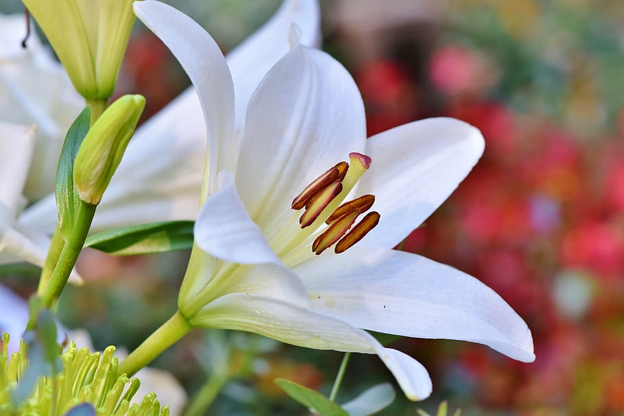 lily, blossom, bloom, lilies, stamen, pistil, blossomed, spring, HD wallpaper