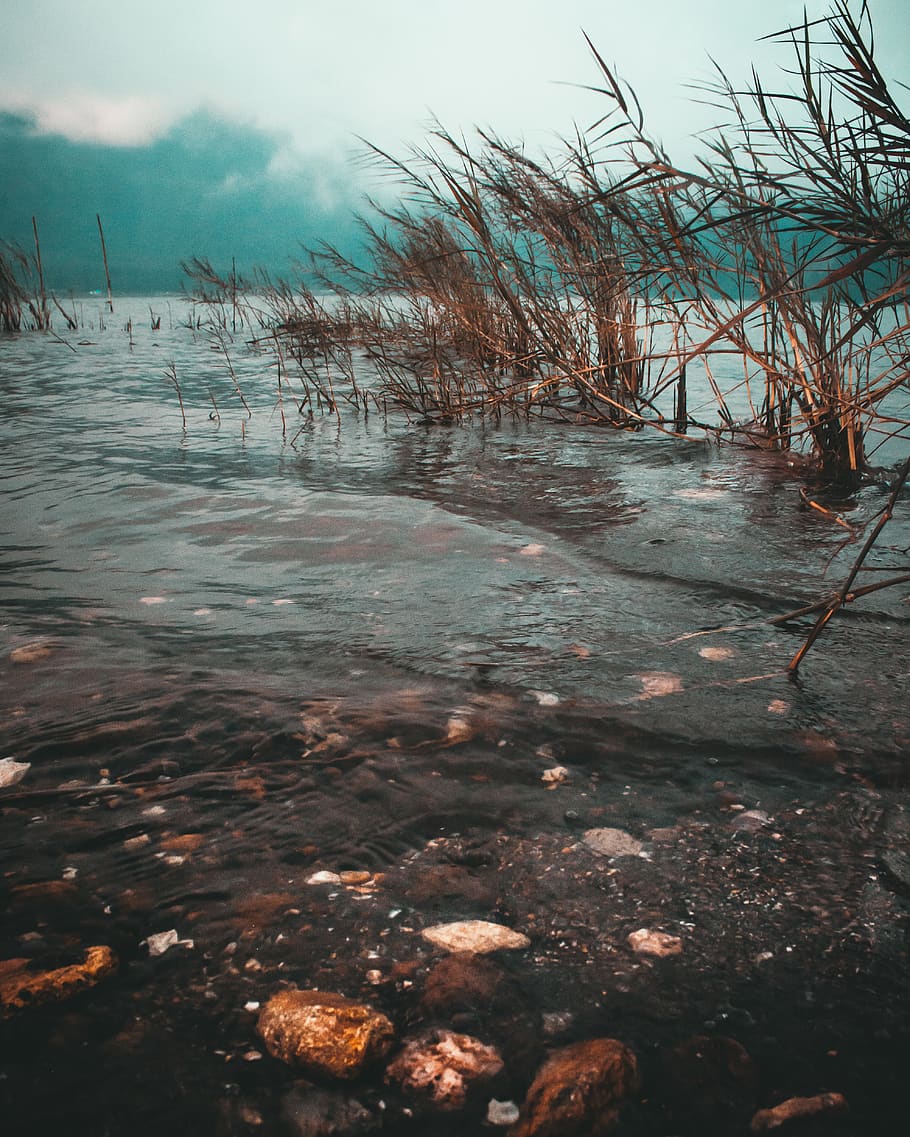 Time Lapse Photo of Brown Grass on Body of Water, daytime, floating HD wallpaper