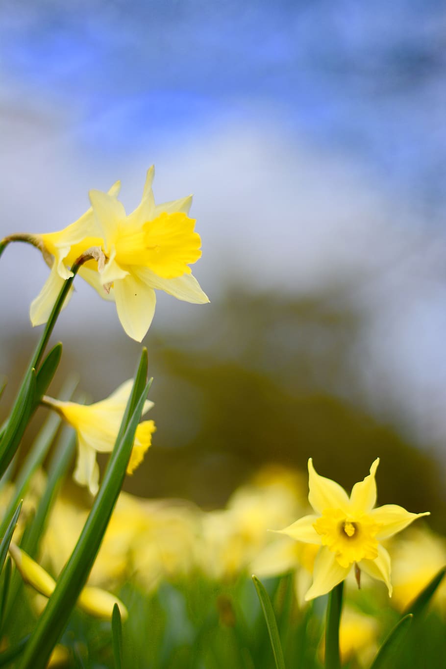kew gardens, united kingdom, richmond, daffodils, flowers, spring, HD wallpaper
