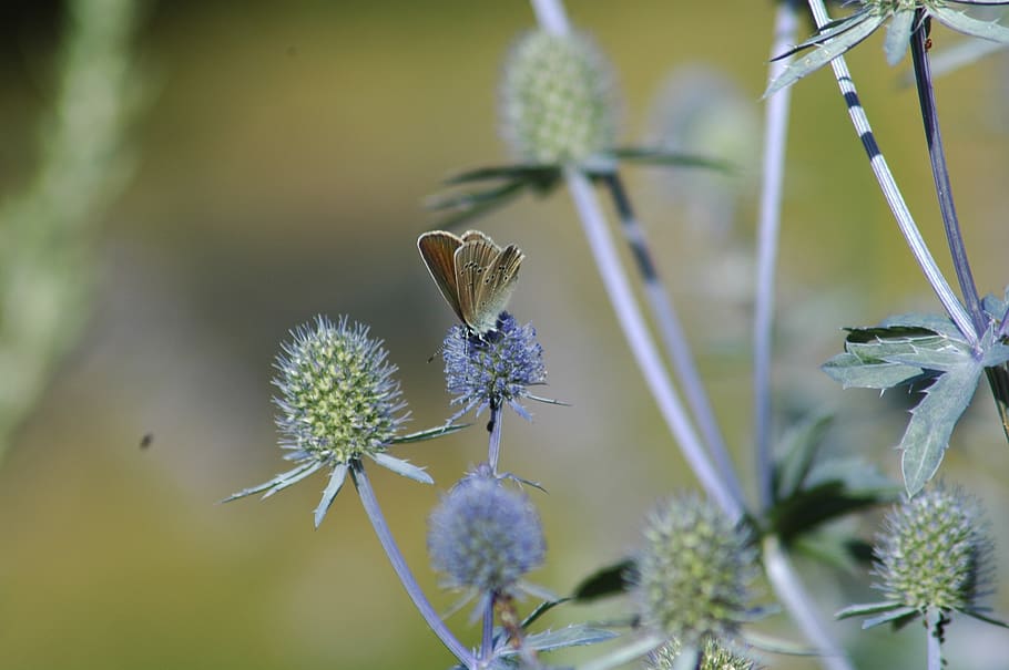 flora, nature, leaf, flower, garden, closeup, butterfly, plant HD wallpaper