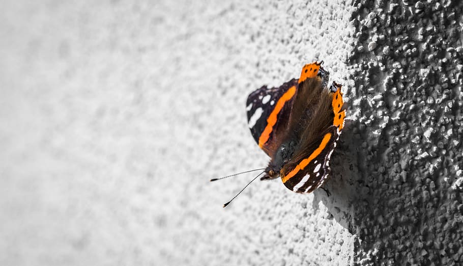 animal themes, animals in the wild, one animal, animal wildlife HD wallpaper