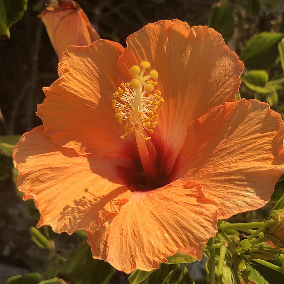 orange, flower, summer, petals, colorful, flowering plant, fragility HD wallpaper