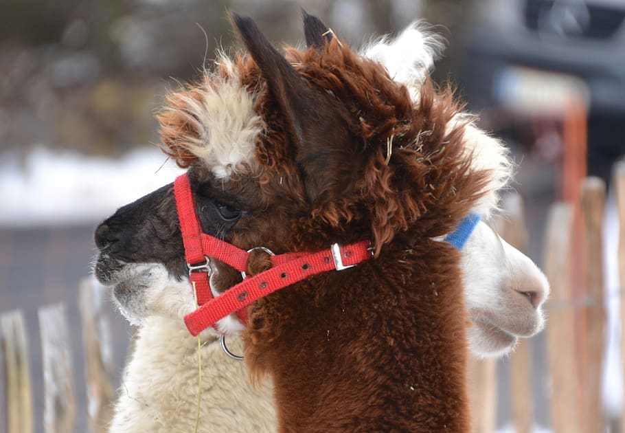 alpaca, brown, white, mammal, head, fluffy, close up, wool HD wallpaper