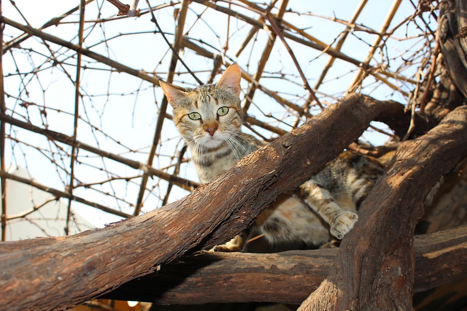 cat, morocco, tree, urban, mammal, animal, animal themes, feline HD wallpaper