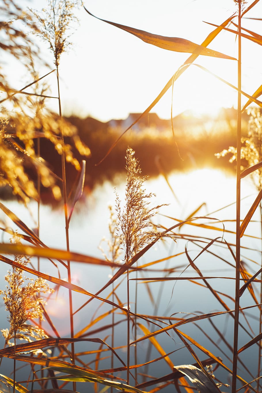 Shallow Focus Photography Of Brown Leafed Plant, macro, sunlight HD wallpaper