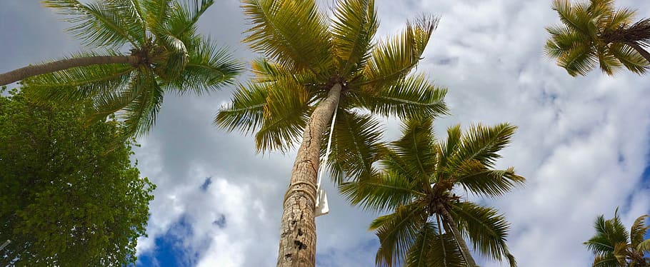 u.s. virgin islands, st. thomas, palm tree, sky, cloudscape, HD wallpaper